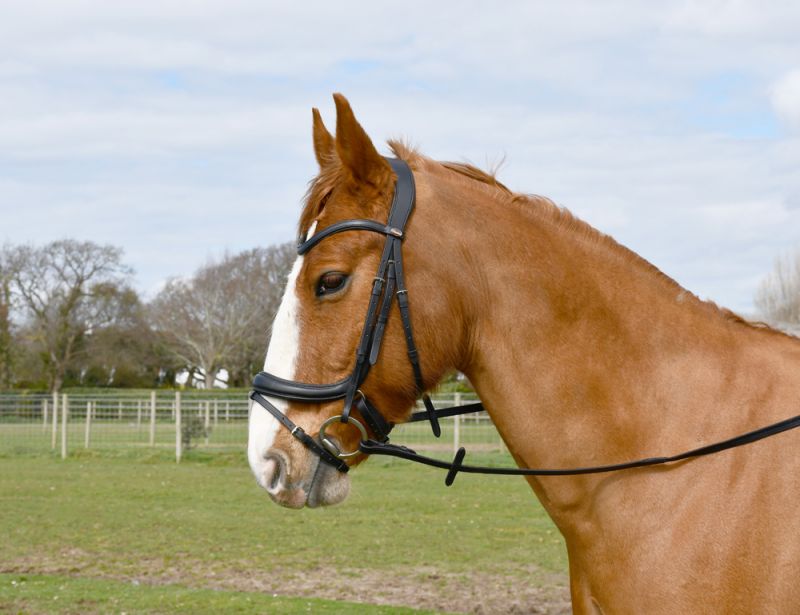 Windsor Leather Anatomical Flash Bridle Includes Smooth Feel Leather Reins