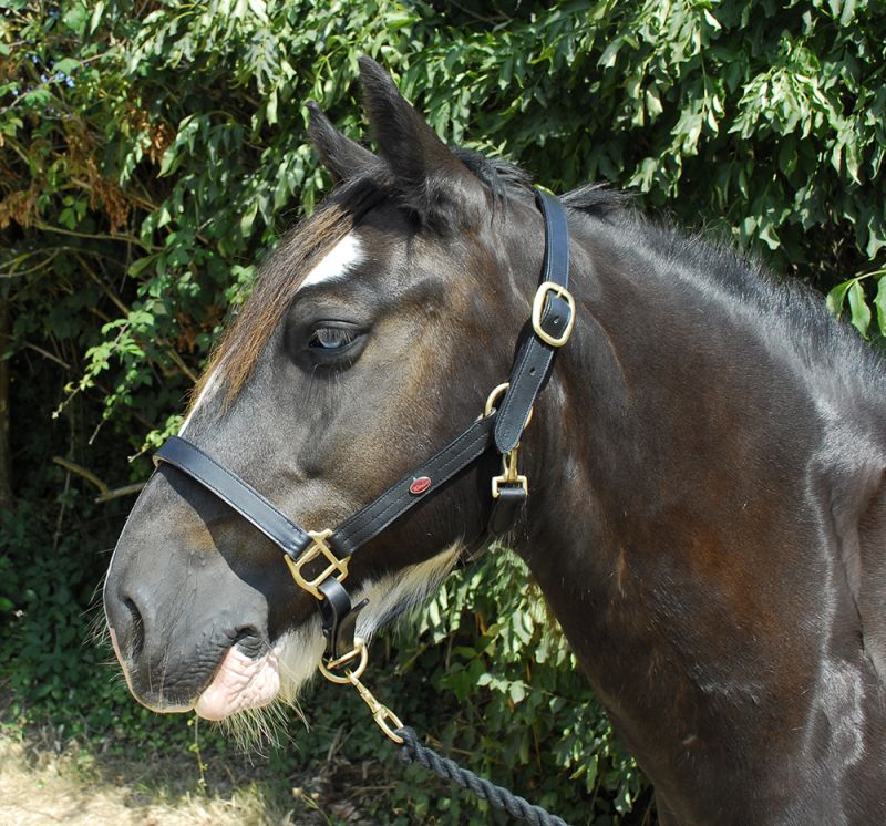 Windsor Equestrian Leather Headcollar Great Price Huge Seller