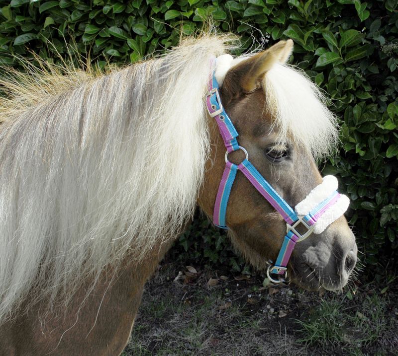 Rhinegold Bright Striped Fur Trim Small Pony Headcollar Mini Shetland Available!