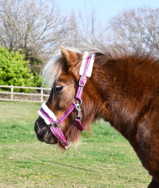 Rhinegold Bright Striped Fur Trim Small Pony Headcollar Mini Shetland Available!