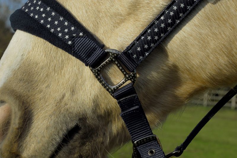 Rhinegold Star Spangled Headcollar & Rope Set