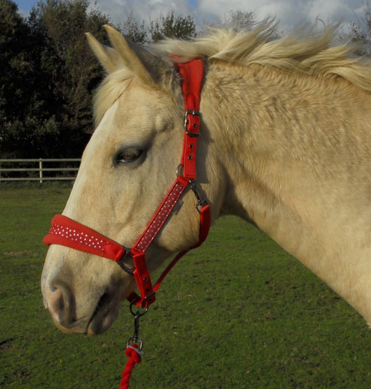 Rhinegold Star Spangled Headcollar & Rope Set