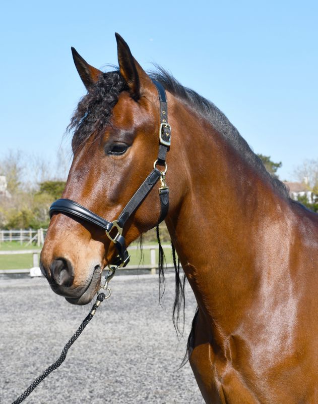 Rhinegold Anatomical Softee Leather Padded Headcollar Beautifully Soft Leather Headpiece And Noseband