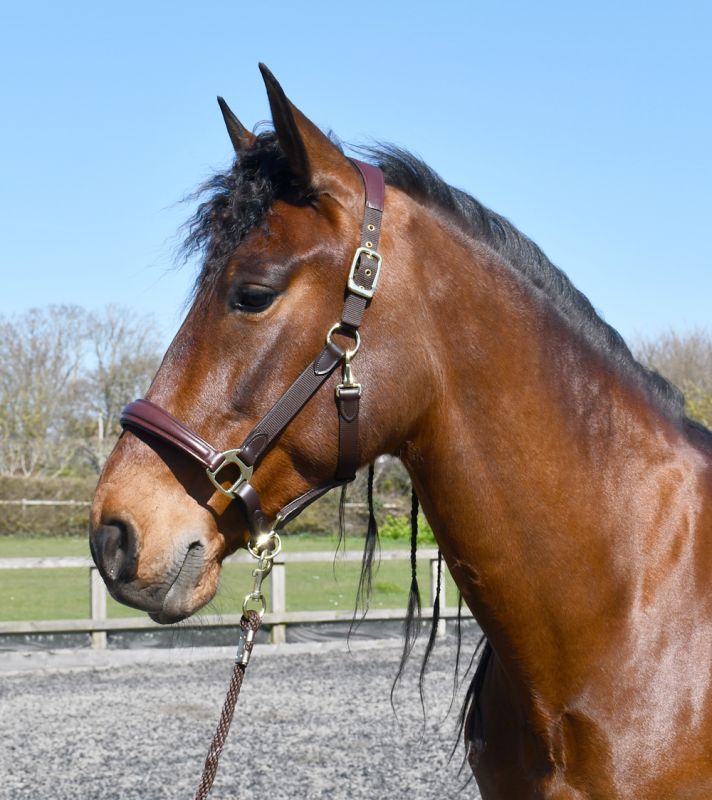 Rhinegold Anatomical Softee Leather Padded Headcollar Beautifully Soft Leather Headpiece And Noseband